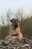 CANE CORSO 158